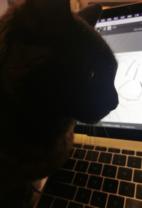 屏幕前的黑猫。