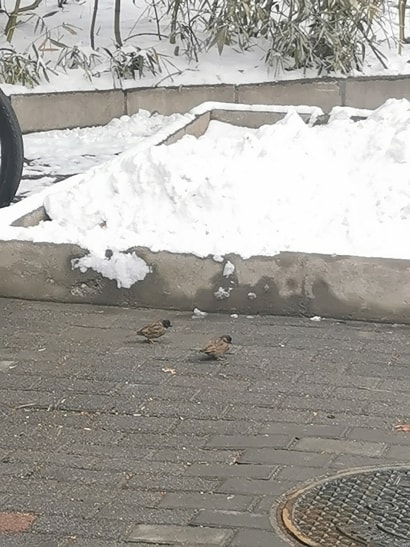 地面上的麻雀，一旁的草地上落满积雪。