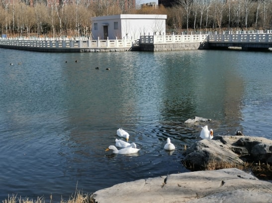 池塘边的鸟群。