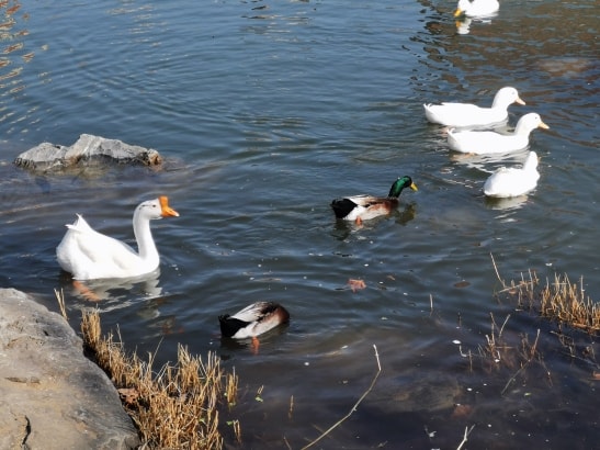 池塘边的鸟群，有白鸭、绿头鸭、白鹅。