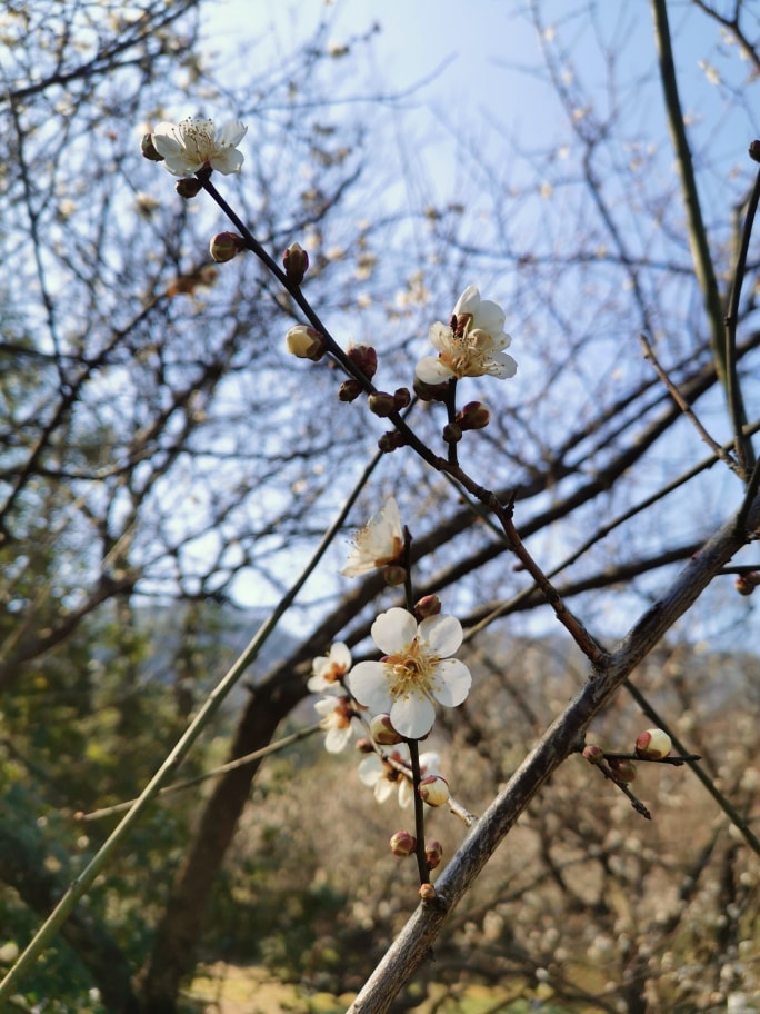 树枝上的梅花。