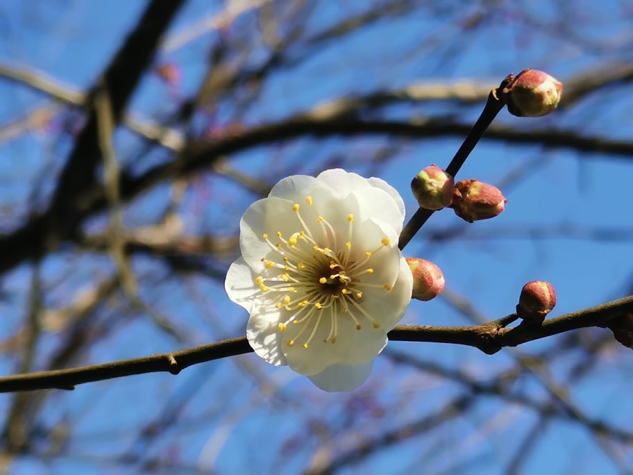 花瓣数目更多的梅花。