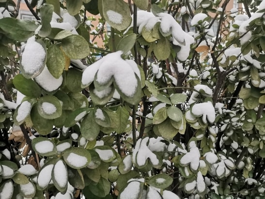 灌木叶子上的许多小块积雪。