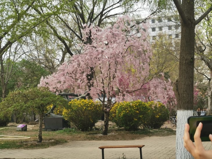 粉色、黄色的花朵。