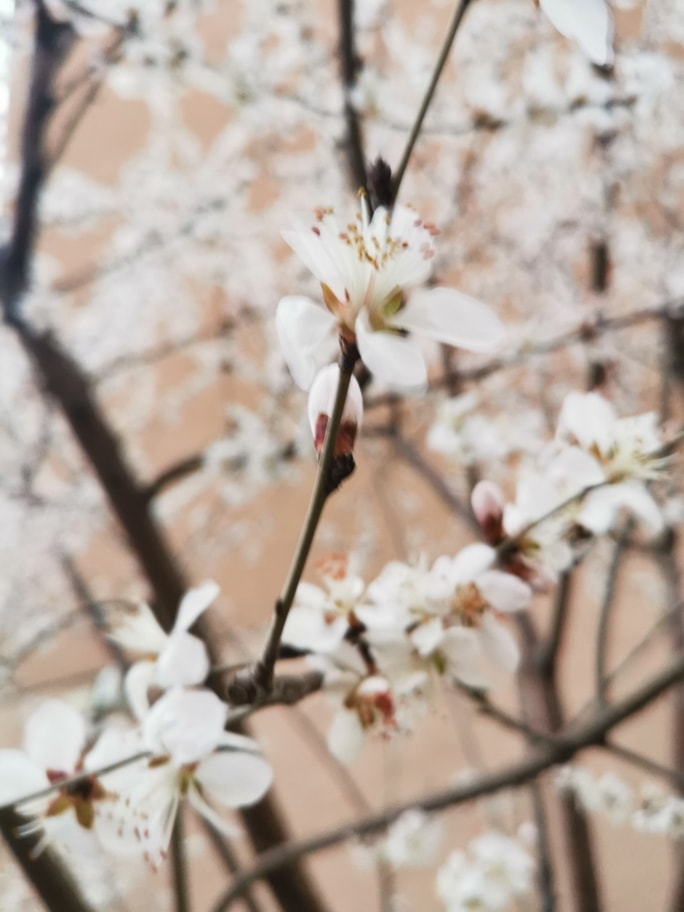 开放的花朵。