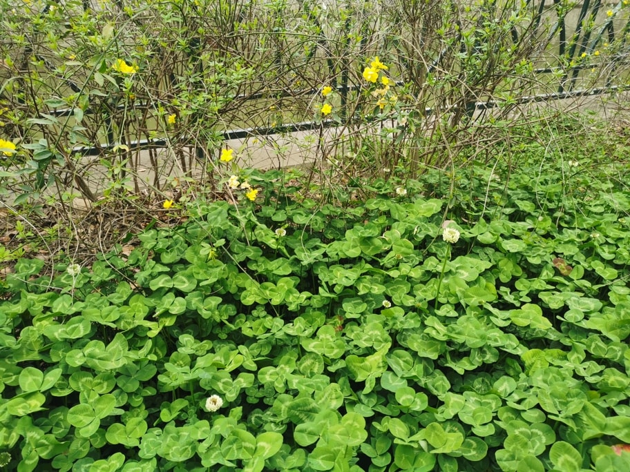 迎春花，与白车轴草绿叶丛中伸出的几朵小花。2020.04.06 未时。