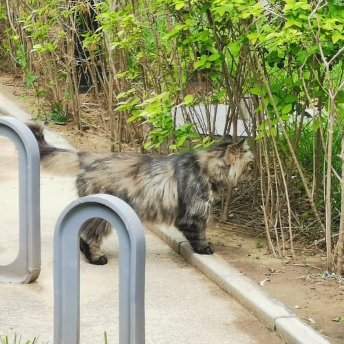 长毛猫凑近路边的灌木。