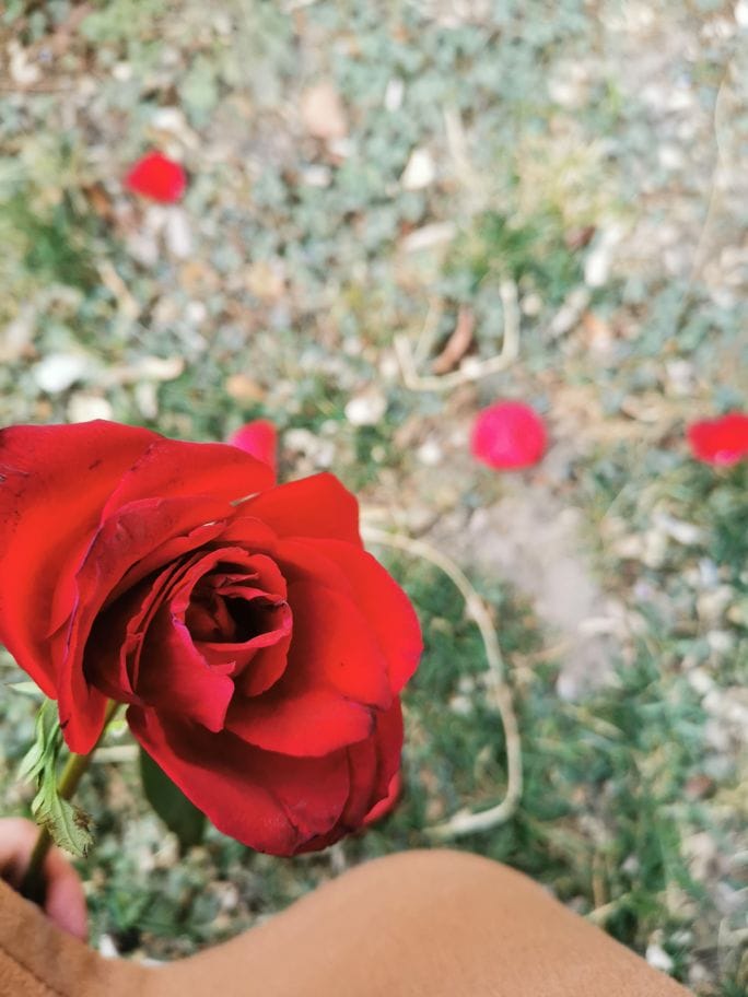 A photo of a rose held in hand with fallen red petals on the ground in the background.