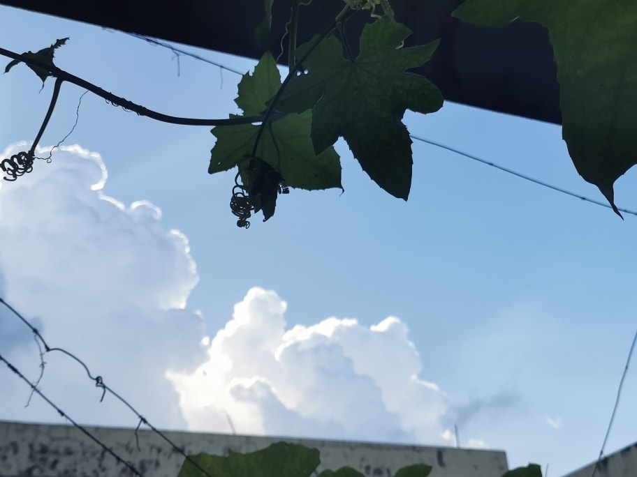 丝瓜叶与背景的云。