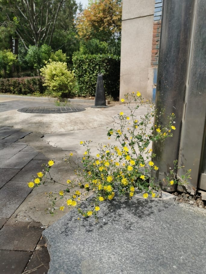 生长在墙角的一簇黄色小花。