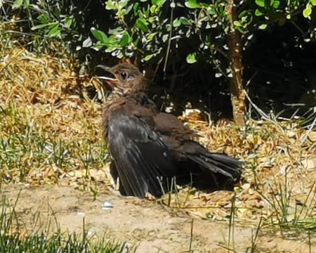 小鸟张开嘴和翅膀趴在土地上晒太阳。