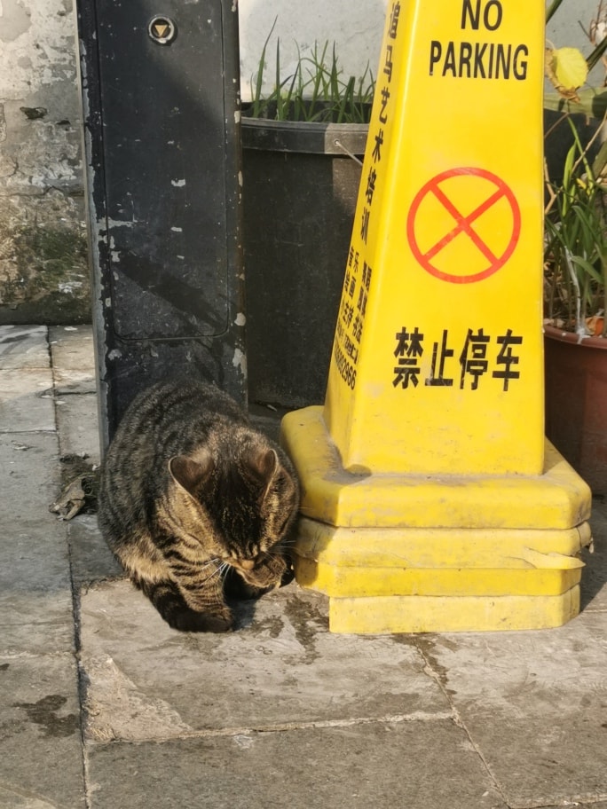 一只小猫坐在写有“禁止停车”的路障边舔爪子。