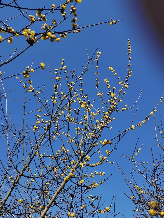 挂满树枝的金黄色花苞，镜头右上角被手指挡住。