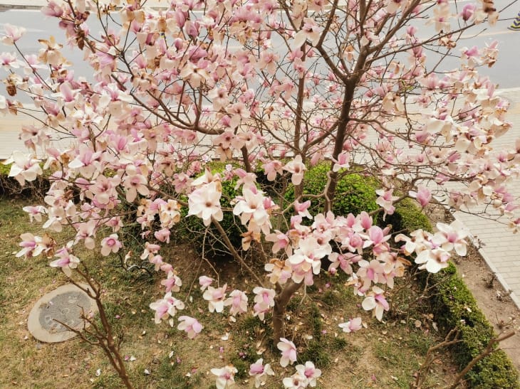树上的粉色花朵。