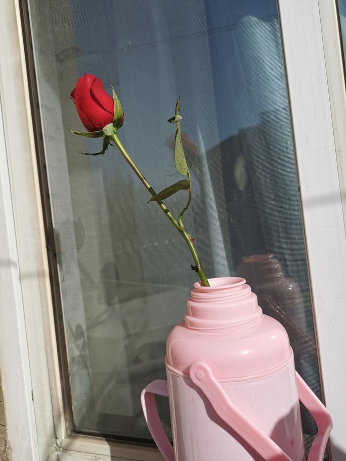 阳光下插在热水瓶里的花。