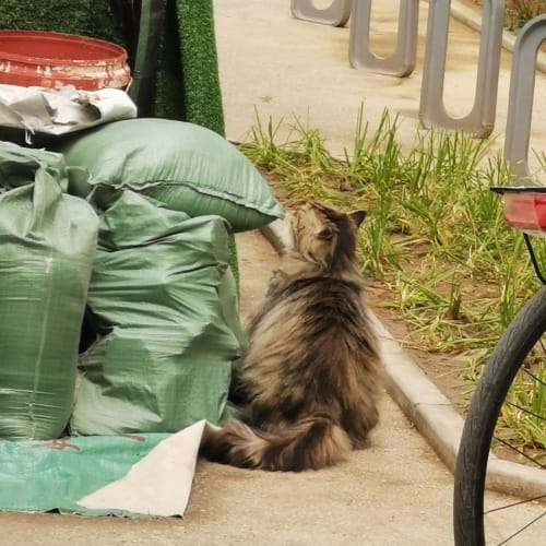 一只长毛猫用脸蹭路边堆放的大袋子。