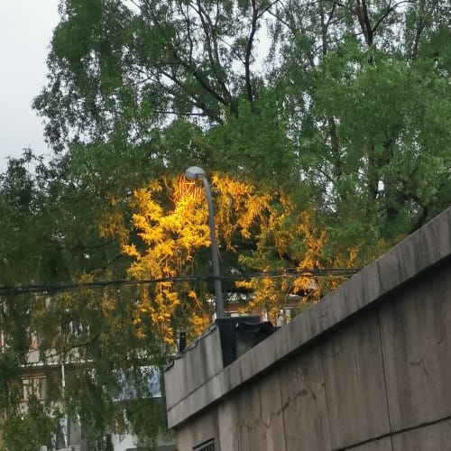 路灯近距离照在树上，把一圈树叶染成橙黄色，与周围的绿叶对比鲜明。