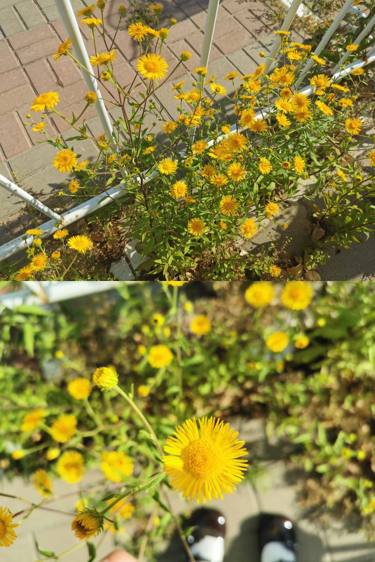 两张照片的拼图。上：人行道旁的一丛小黄花；下：小黄花特写。